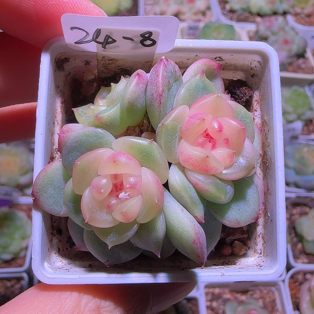 24-8福利甜心荔枝三头群生