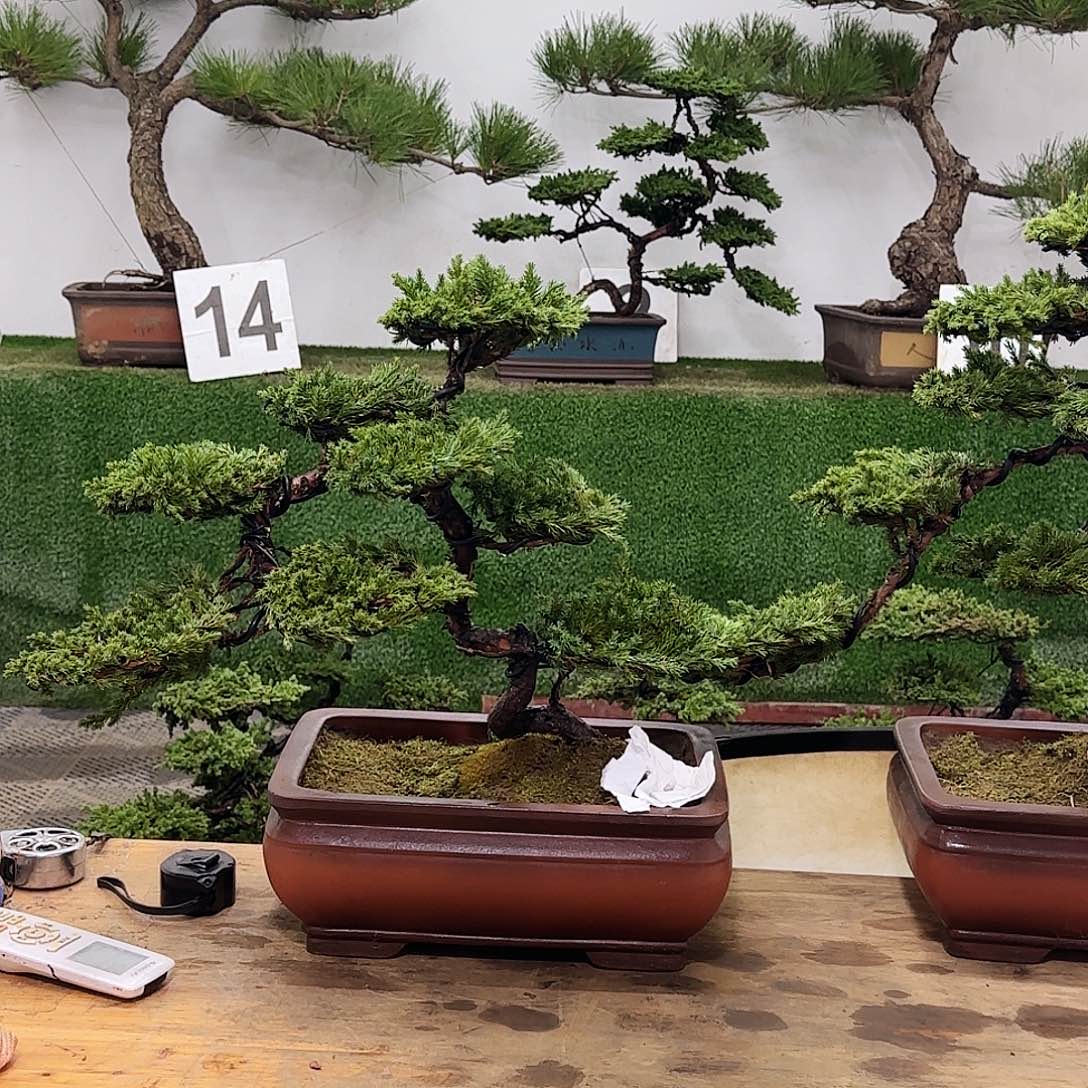 随****盆景盆景盆景盆景