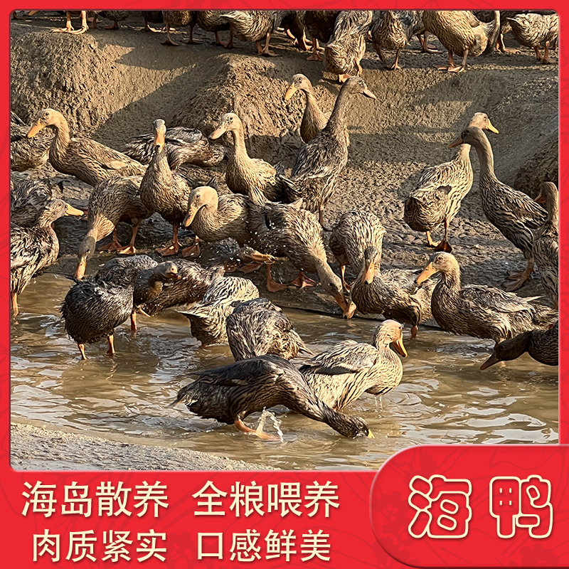 【2只海鸭】海岛散养两年半老麻鸭海鸭 煲汤红烧口感鲜美