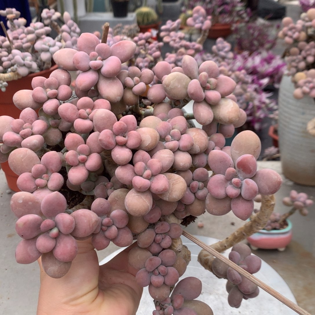 桃蛋老桩不带盆开播福利1号