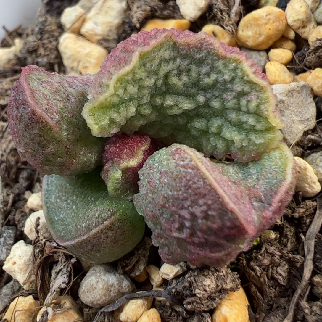 实生新品多肉植物水泡15号