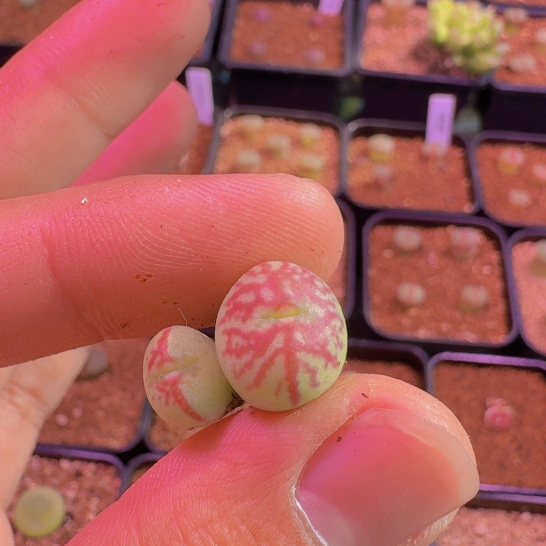 玄*云缦新年优惠5.26