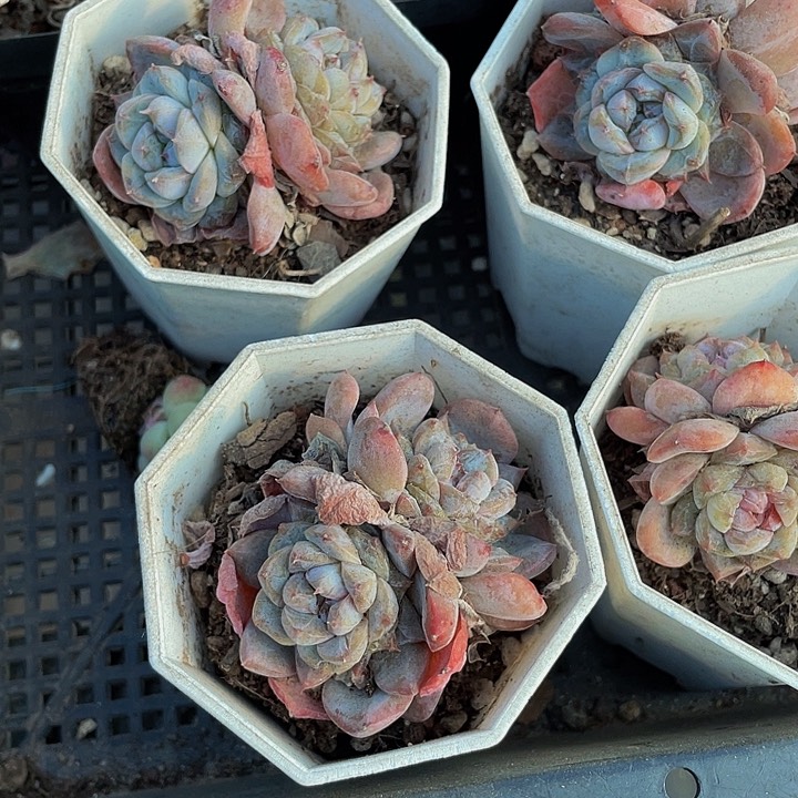 八角盆双头冰葡萄带盆