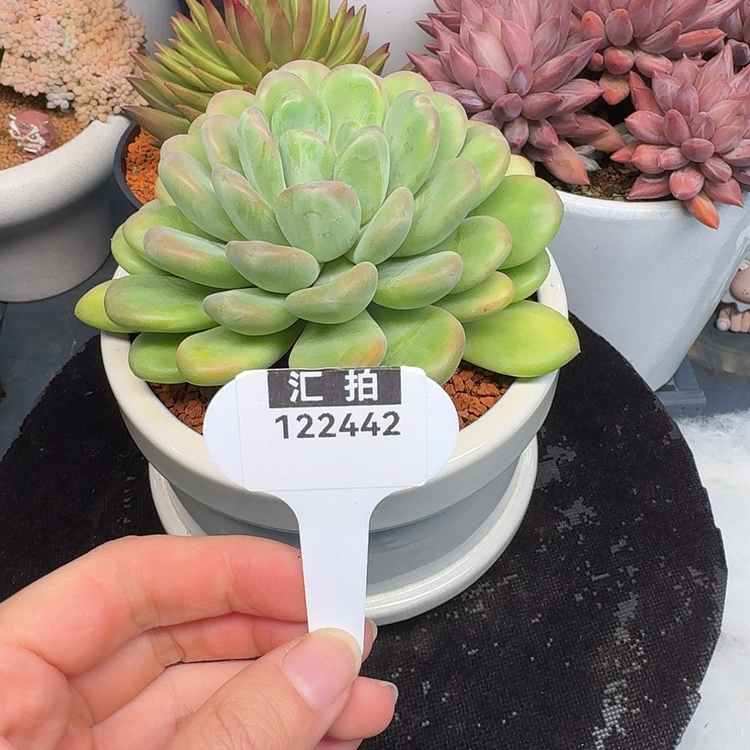 精品多肉植物122442