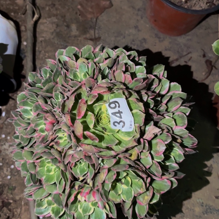 349水蜜桃多肉植物