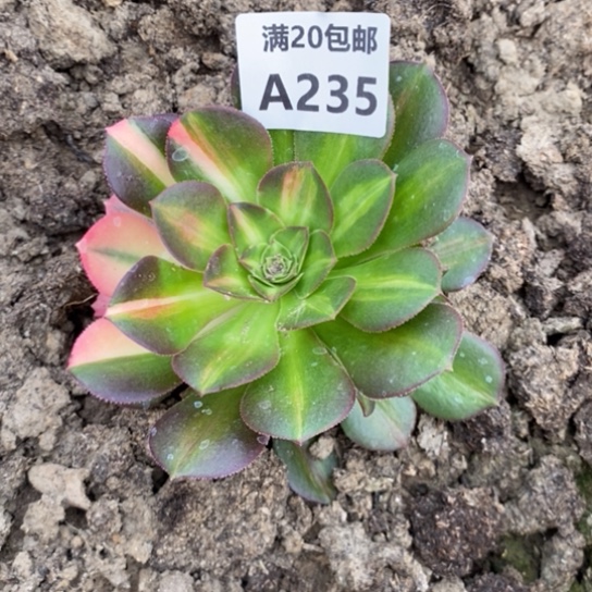 235多肉植物保护