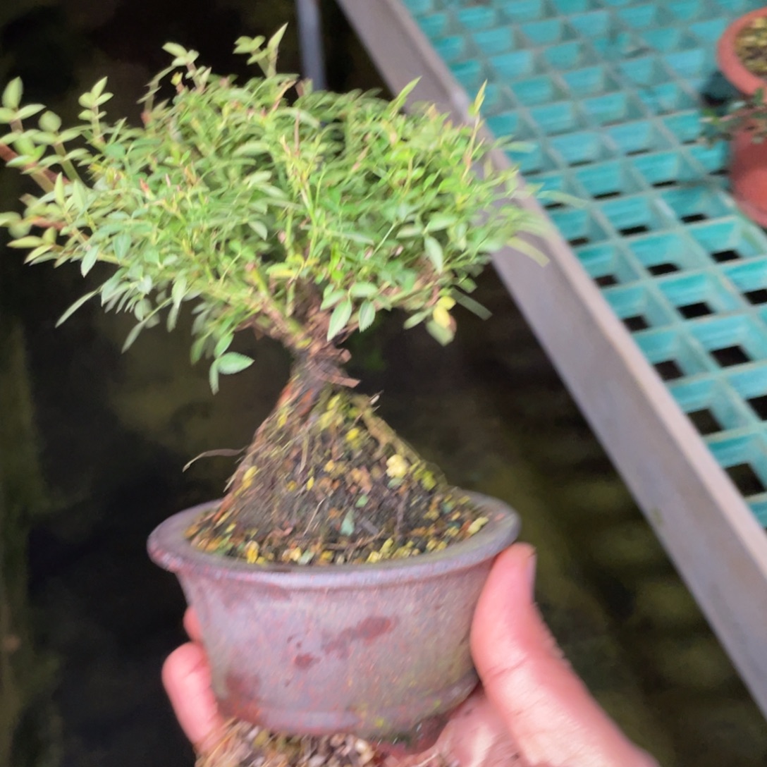 M***@完全开放姬乙女带盆