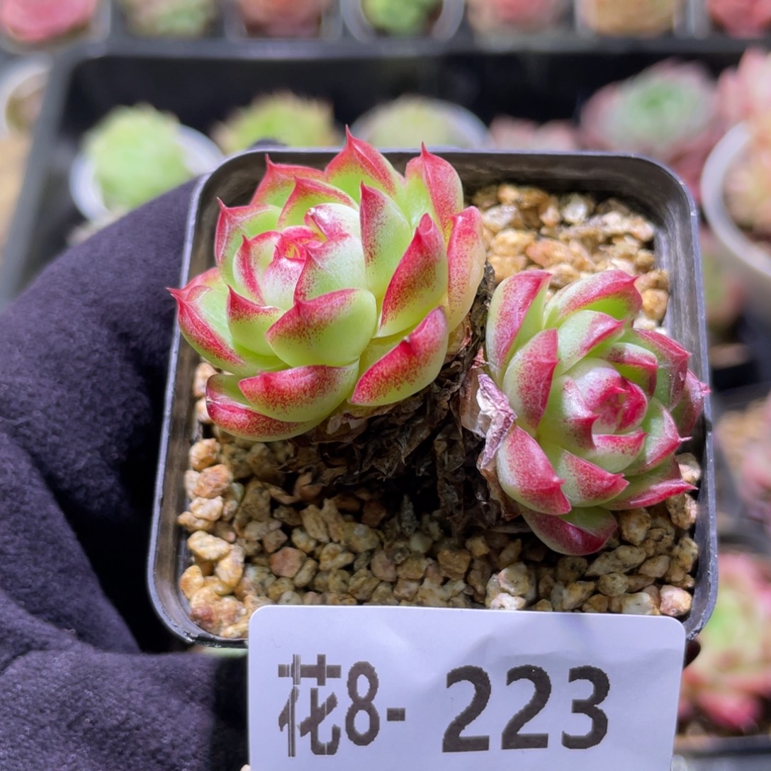花利美8-223麦秆双头