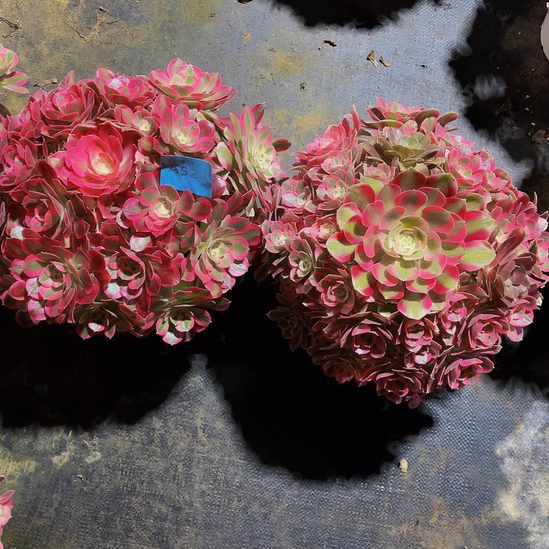 牛****坊不加迪524两颗524拖土