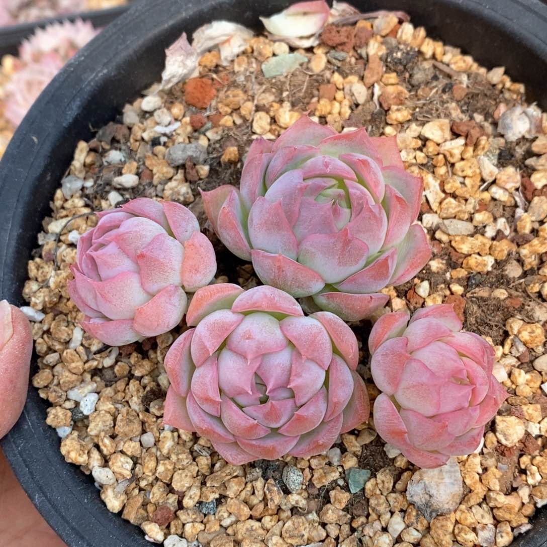 精品多肉一物一拍不包整28