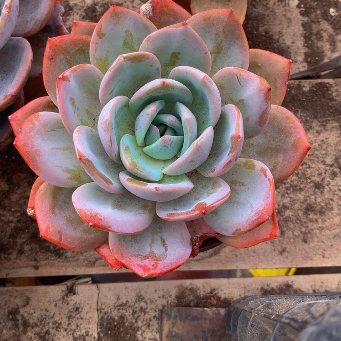 小小凤橙多肉植物