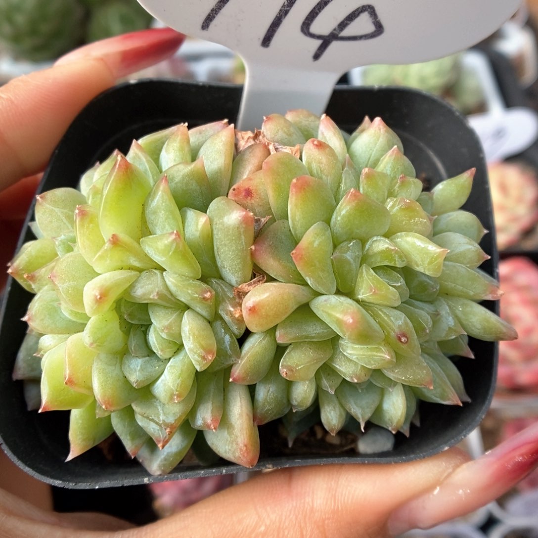 冰魄缀化可拍994号。