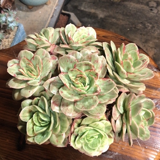 开心精品多肉福利大放送