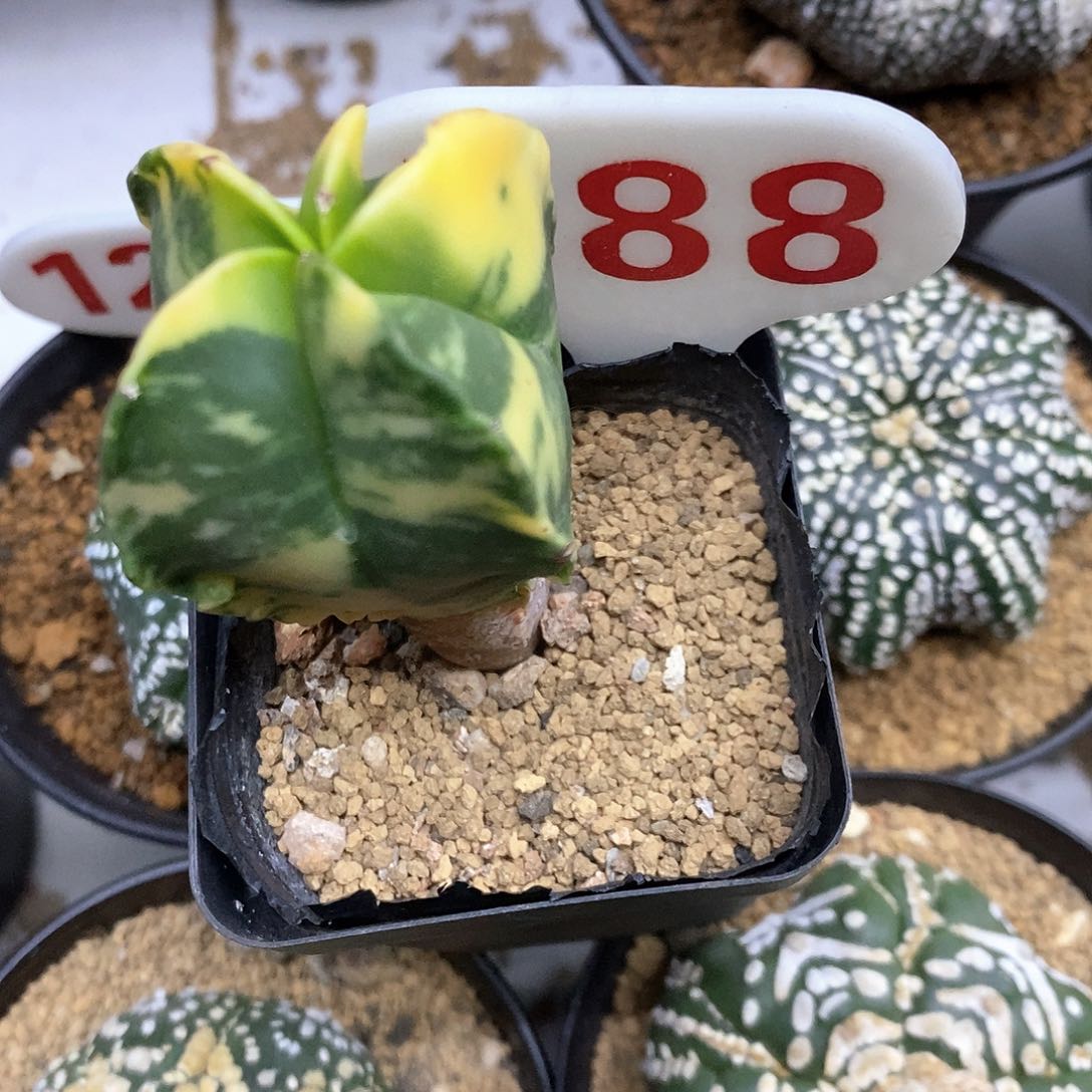 588福利特价咯啦咯