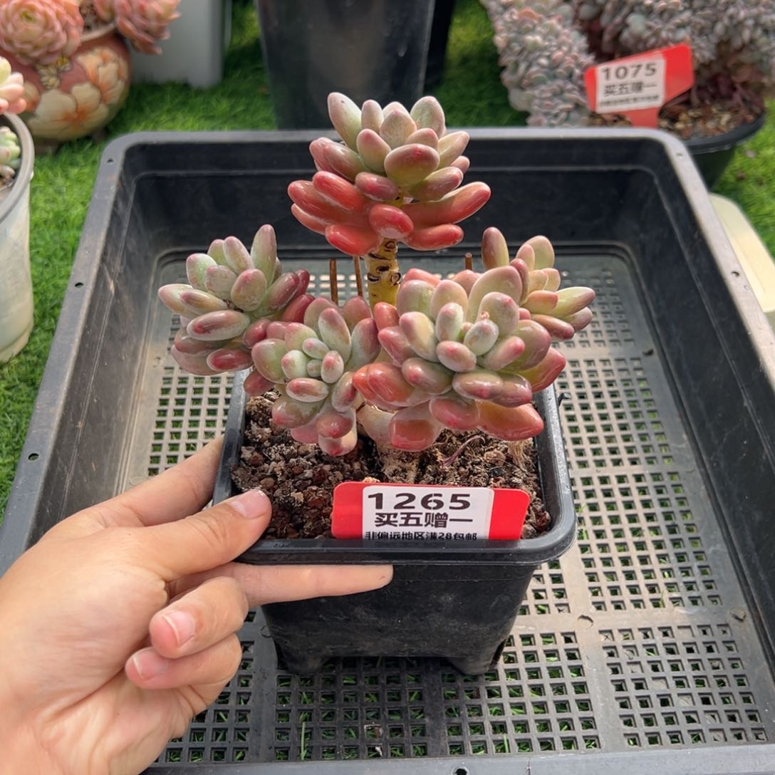 表妹精品多肉1265.