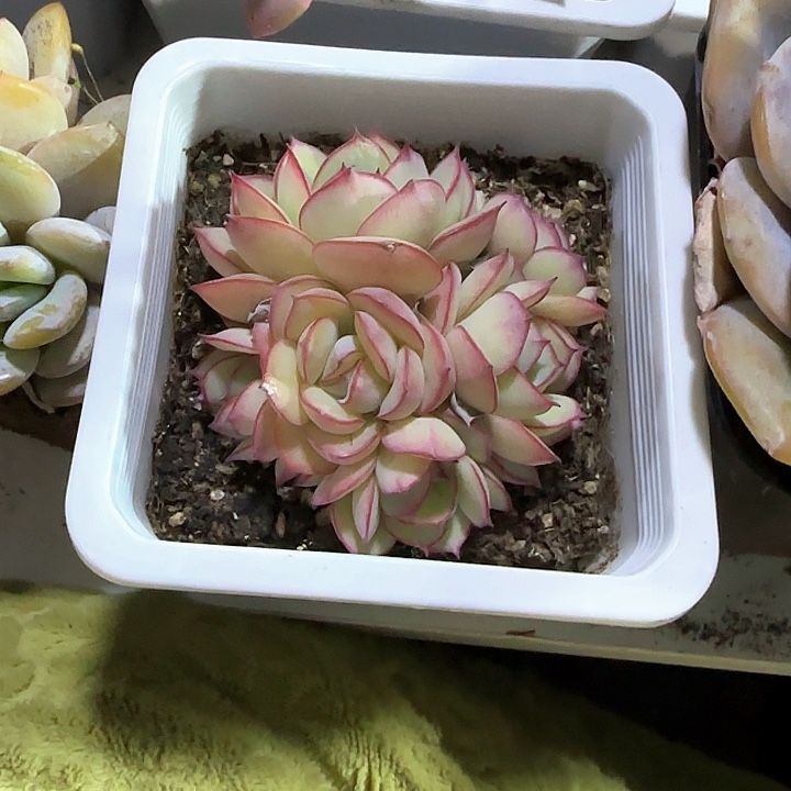 青蛙王子儿童牙膏111