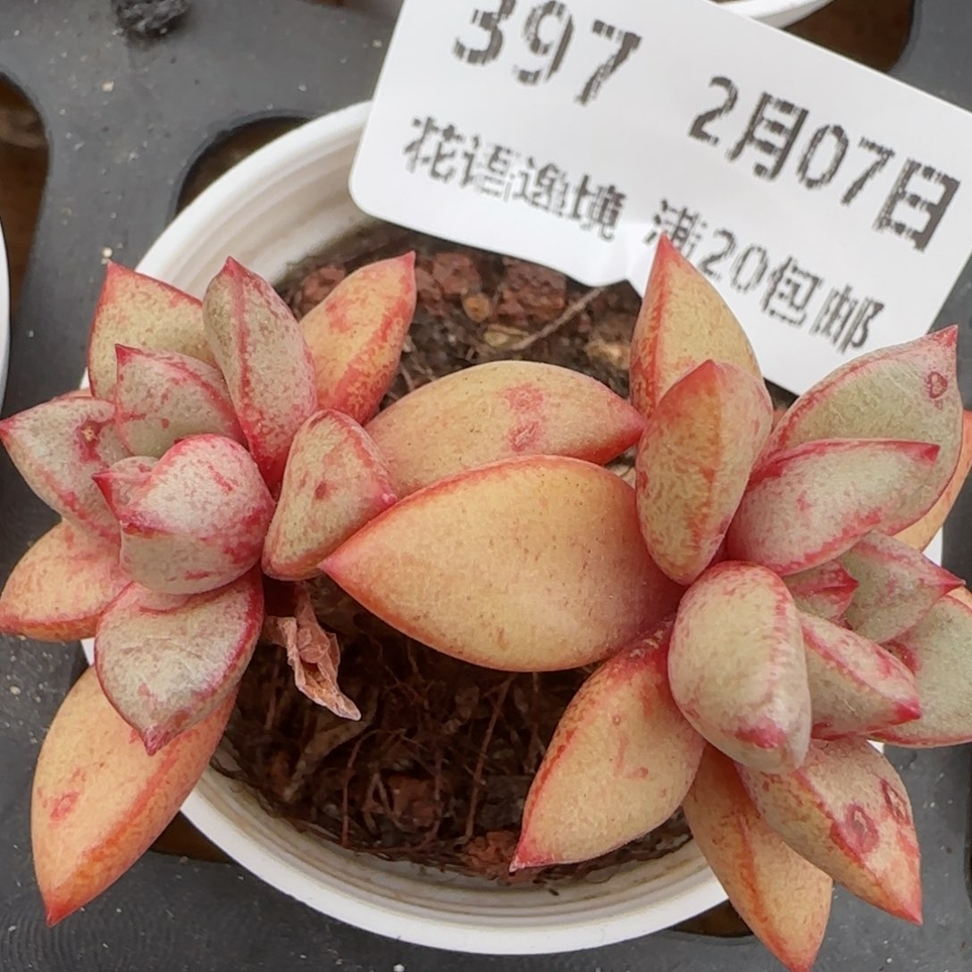 花语逸镜0207-397