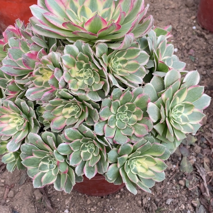 起****无花朵701海仙多肉植物