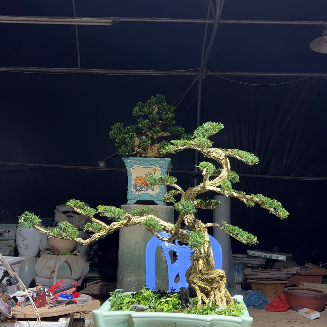 无花朵广东雀舌黄杨盆景