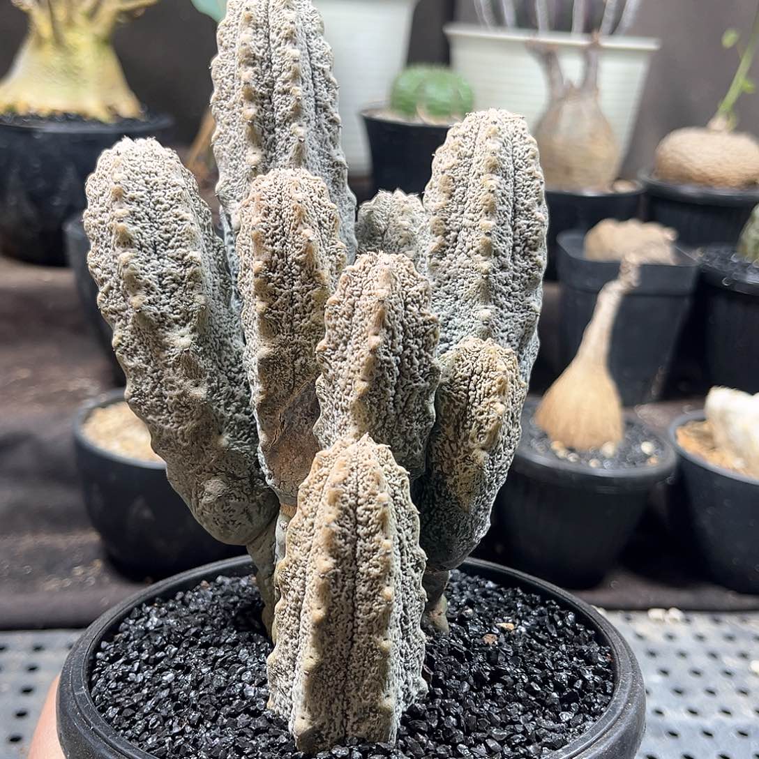 雅迪麒麟1111111111