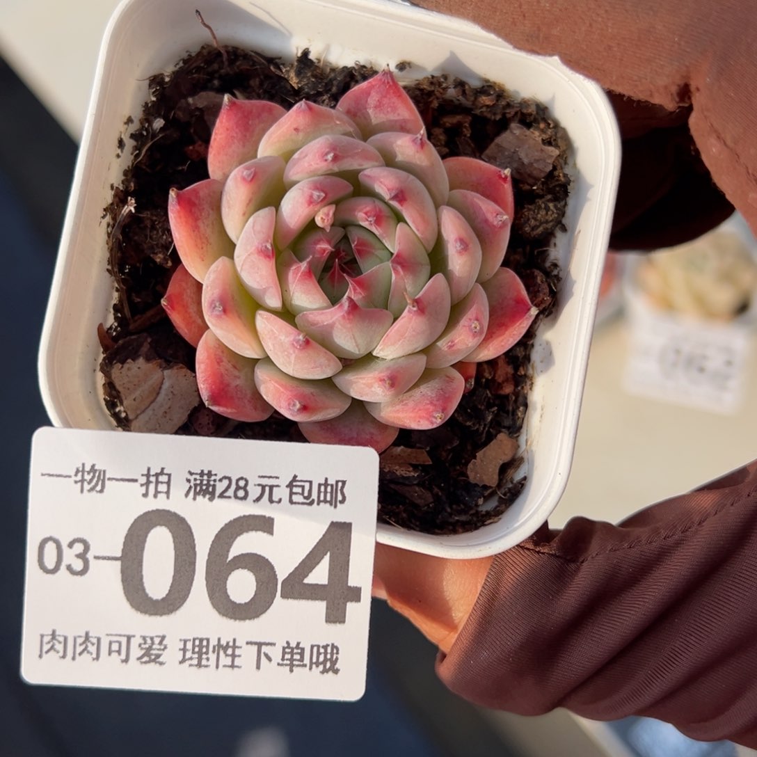 吉娃娃，多肉多肉多肉多肉