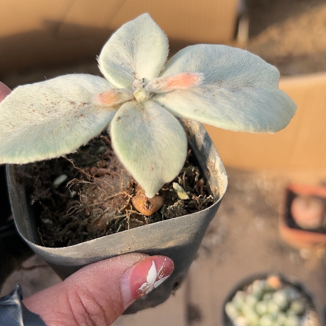 多肉植物红花断崖女王