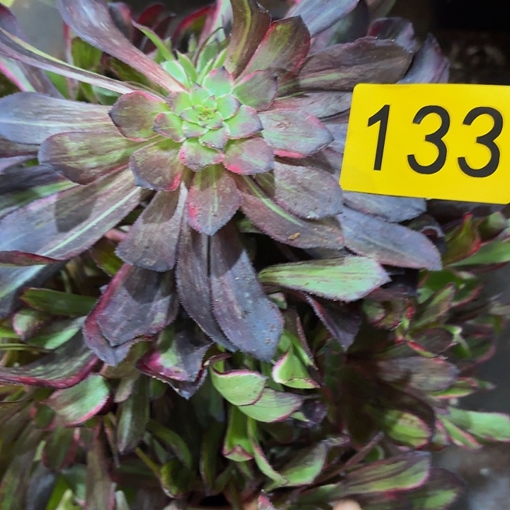 多肉植物同花顺133