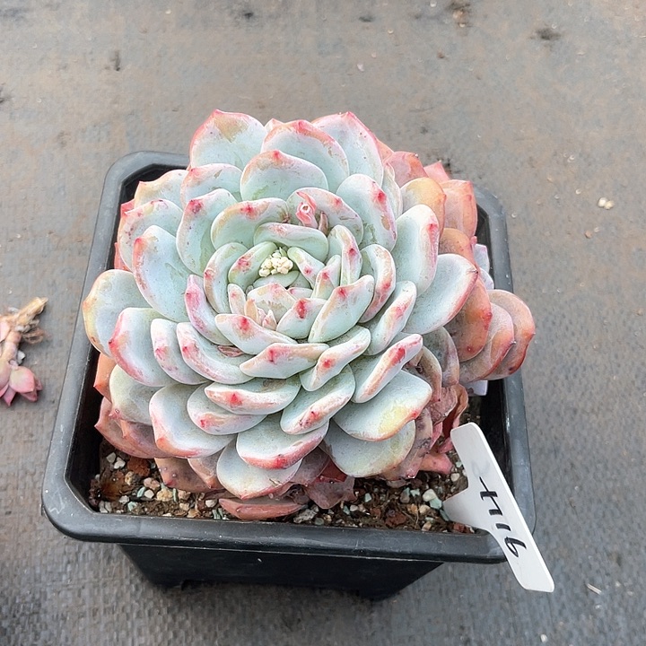 晨语多肉，一物一拍