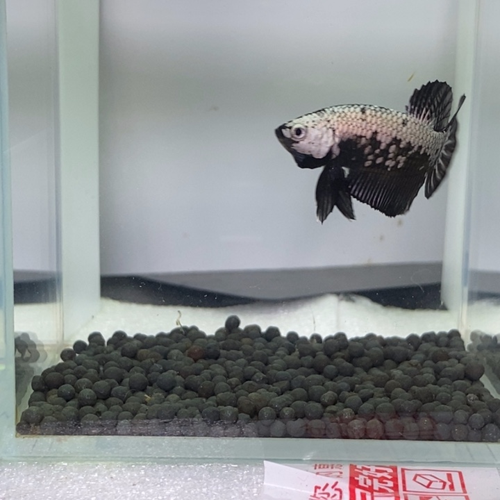 斗鱼泰国斗鱼392号