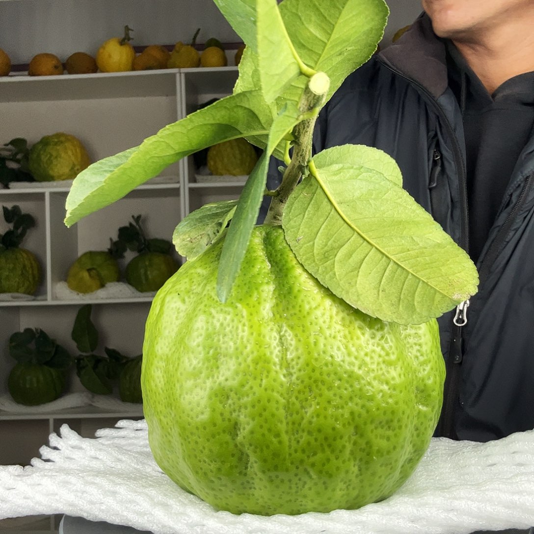 猪***猪香水柠檬云南高山大香橼