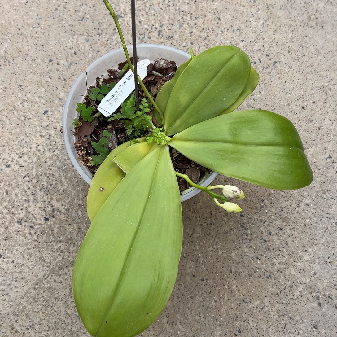 完全开放盾花棕斑4.5 叶子瑕疵黄