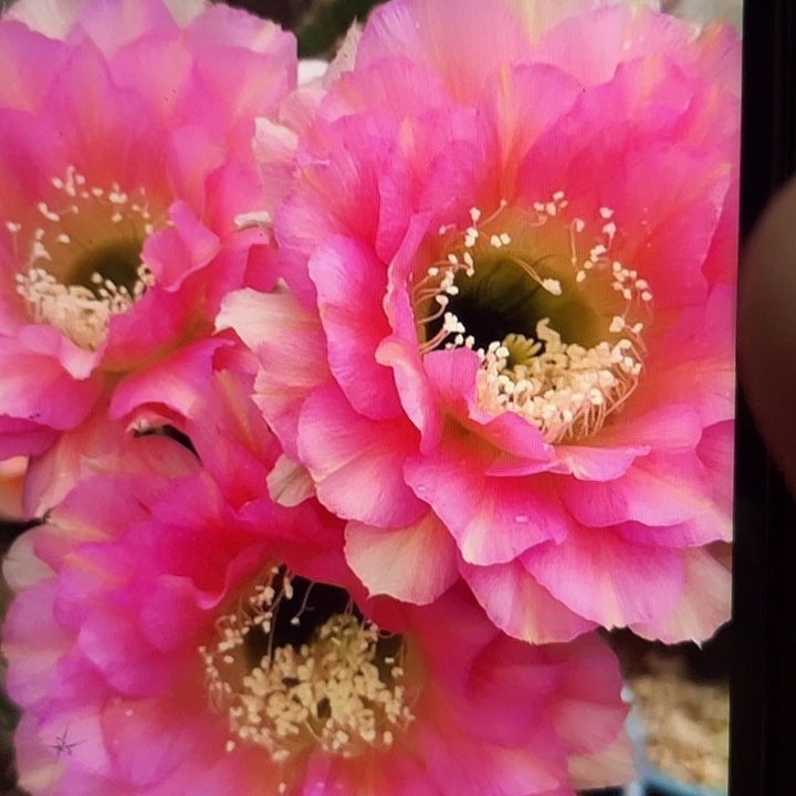 老5号2.8公分左右侧牙福利