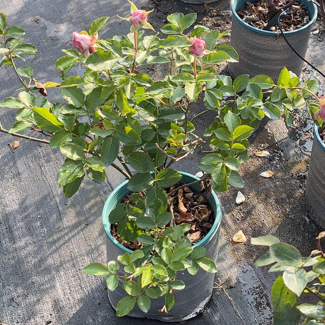 无花朵广藿香2，土球修剪发货