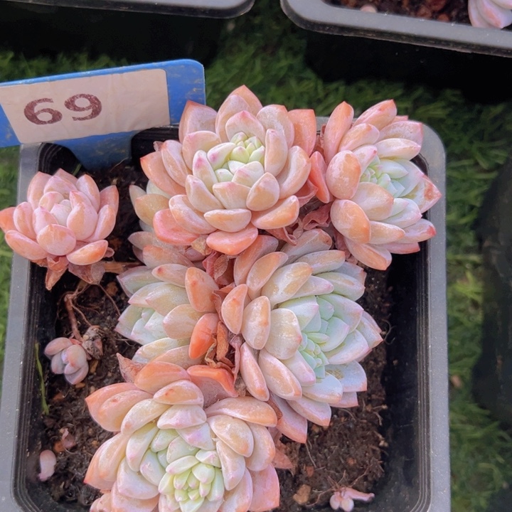 健健康康平平安安