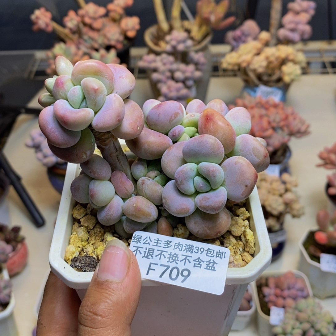 709腰子洛神多肉8cm