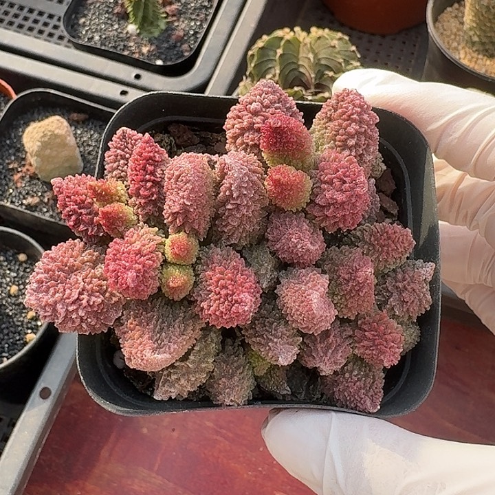 朱子玉仙人球123