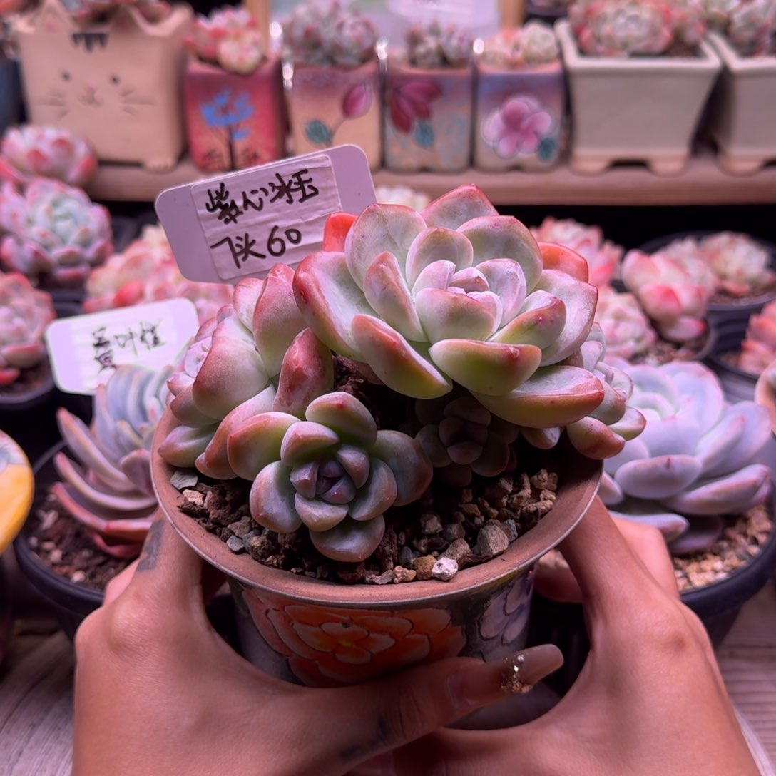 紫心冰玉7头群生60