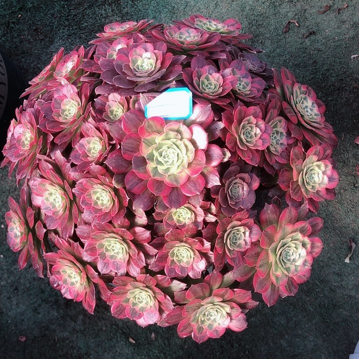 691安娜多肉法师