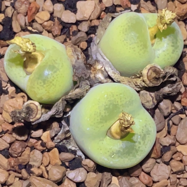 48887887888887888778888