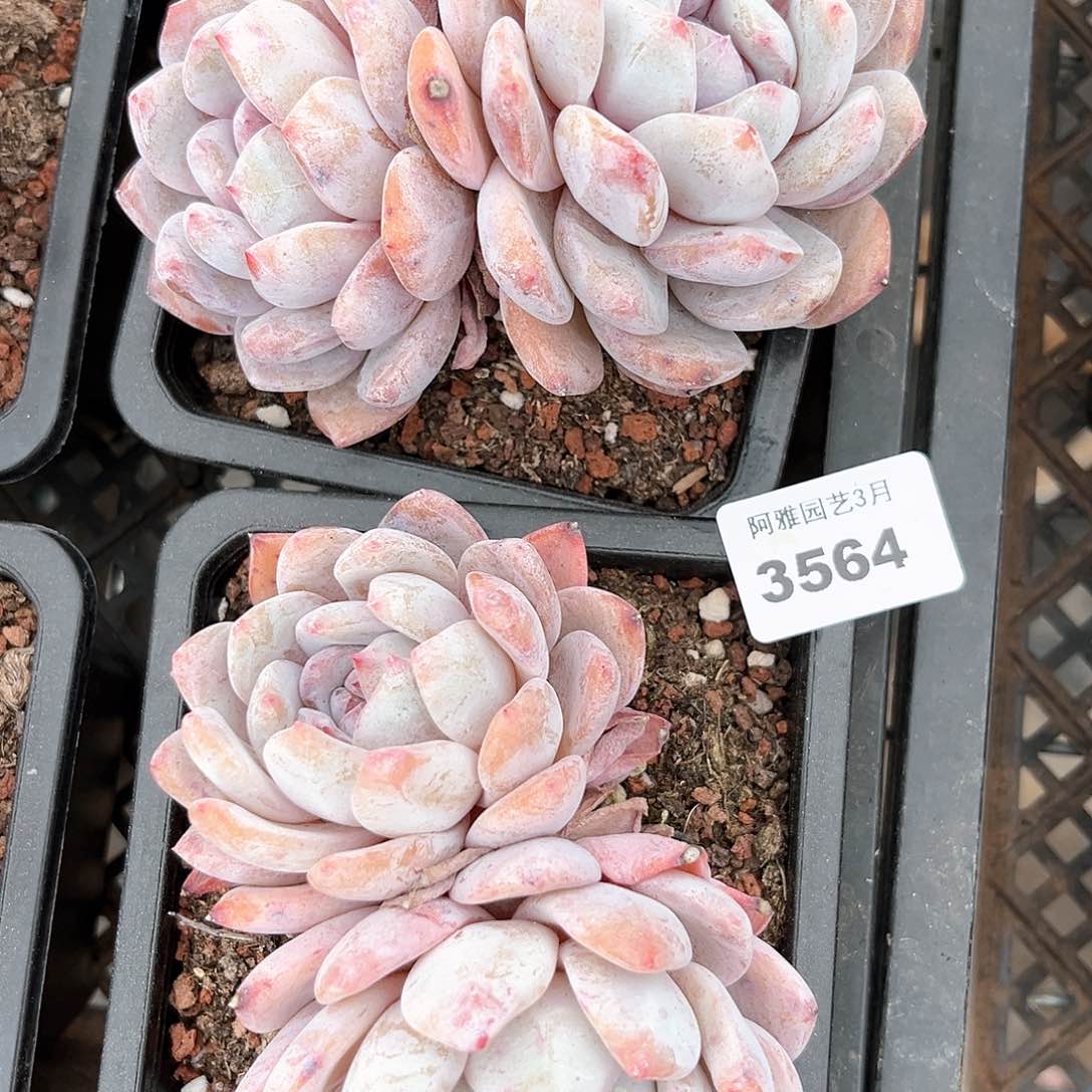 阿雅园艺。    3564