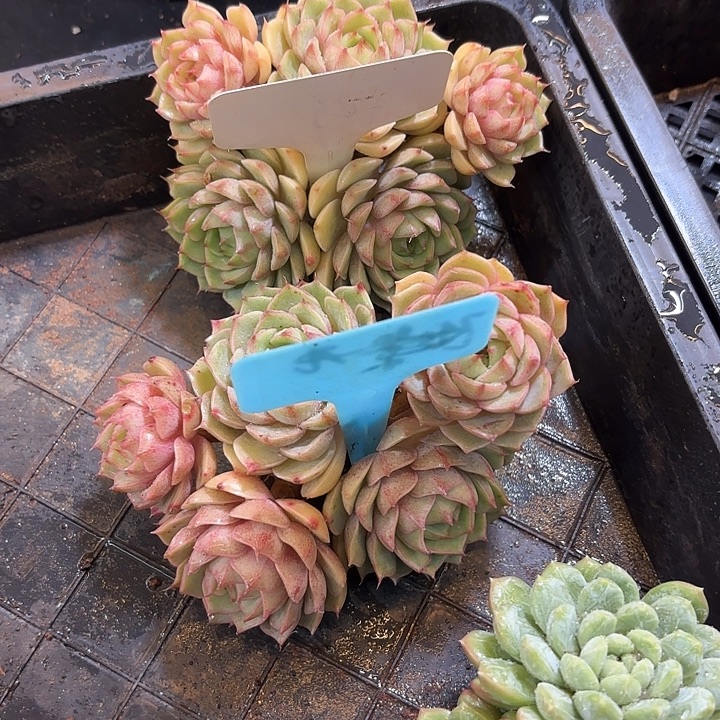 沉***金云南精品多肉一物一拍