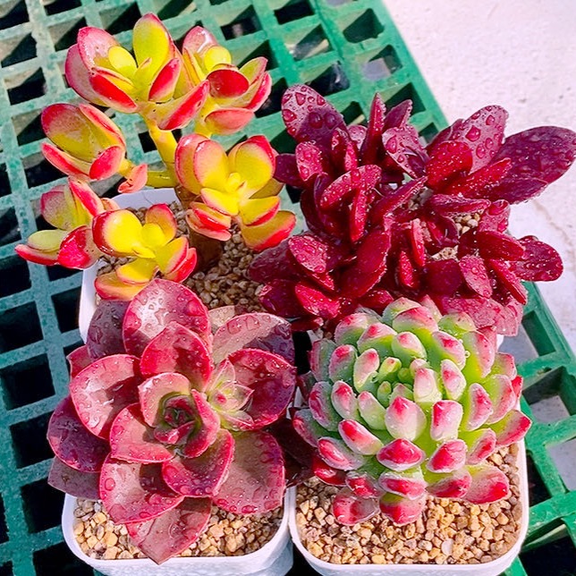 多肉植物姬红花月巧克力方砖紫蝶蓝苹果送盆土50