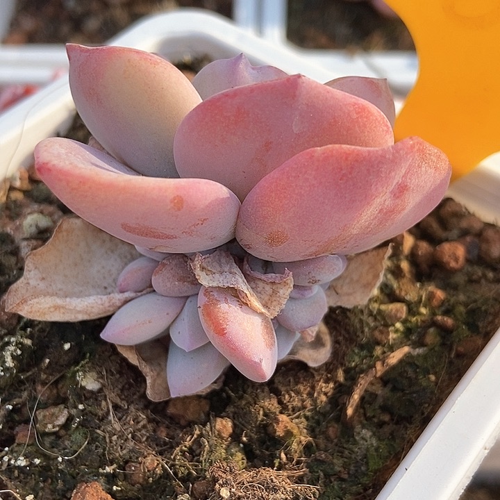 多肉植物1608多肉