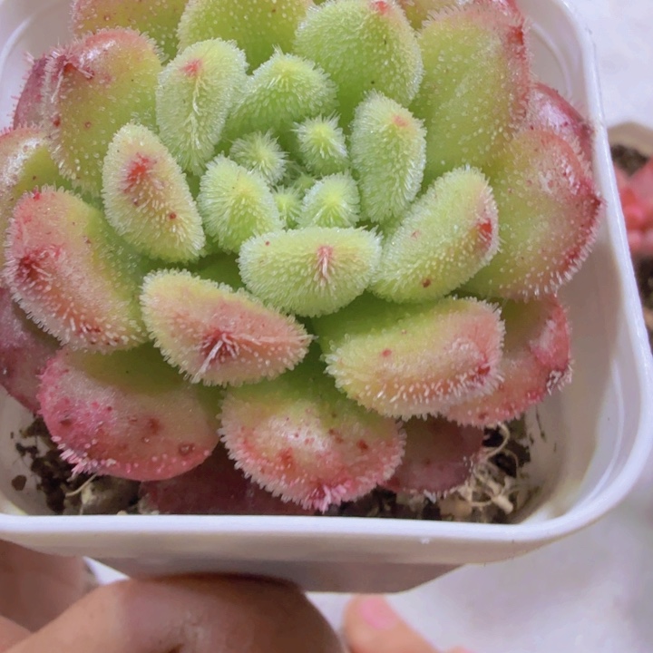 韩版卡罗尔福利一颗