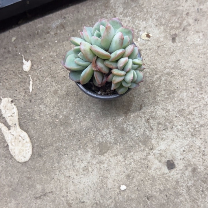 皮***呀一物一拍泡芙多肉96