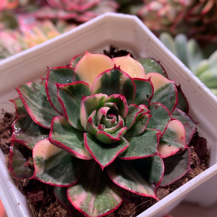 斗牛士锦拉丝锦有全锦叶