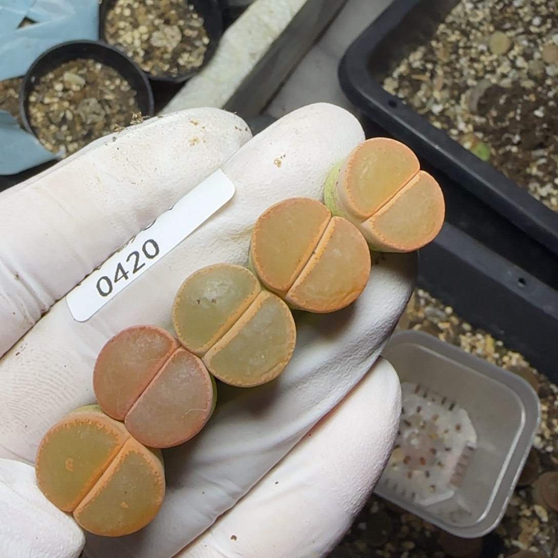 0420。有疤。。。。。。。