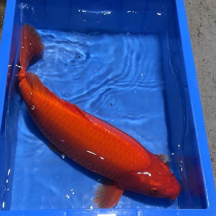 海水鱼赤目芒果火鲤