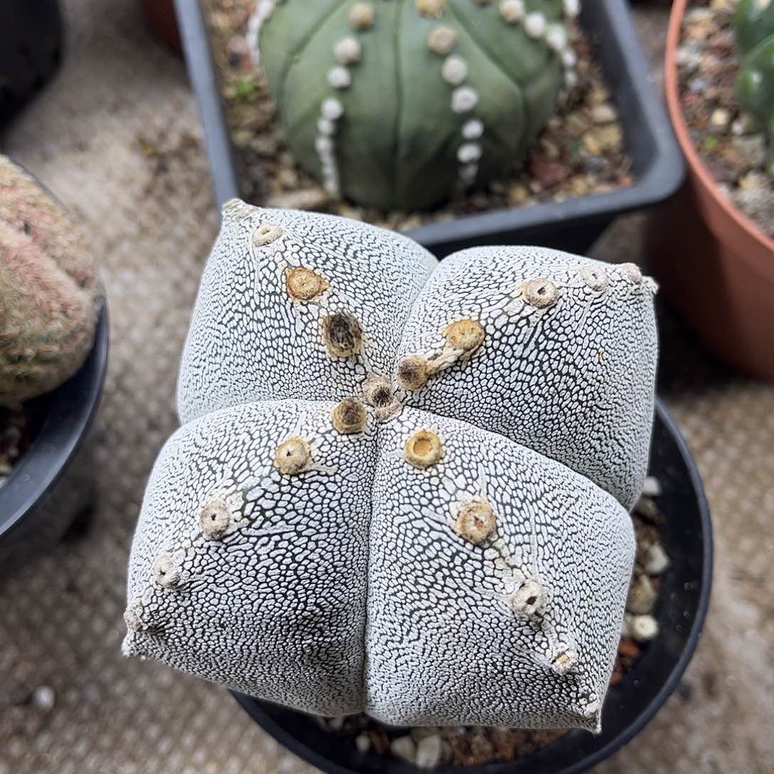 云***吼无花朵嗯，总是生根一颗