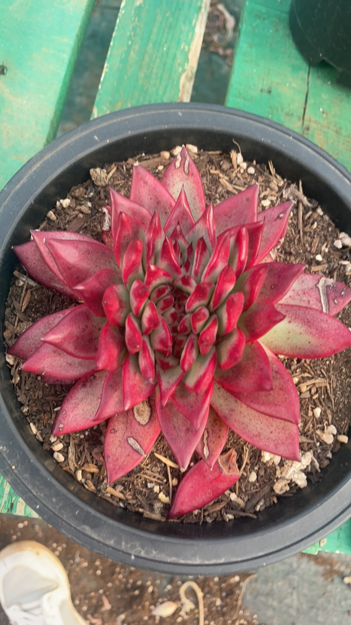 洛卡/栖云花坊，缀化